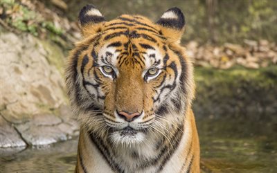 tigre, a vida selvagem, retrato, animais perigosos, tigres, predadores