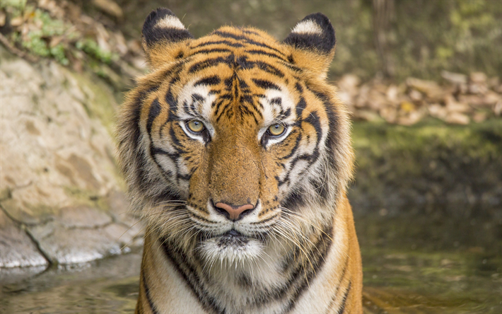 tiger, wildlife, portrait, dangerous animals, tigers, predators
