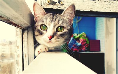 bonito gato cinzento, animais de estima&#231;&#227;o, gato com olhos verdes, bokeh, gatinhos