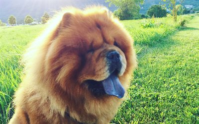 Chow Chow, muzzle, cute dogs, lawn, furry dog, blue tongue, pets, dogs, Chow Chow Dog