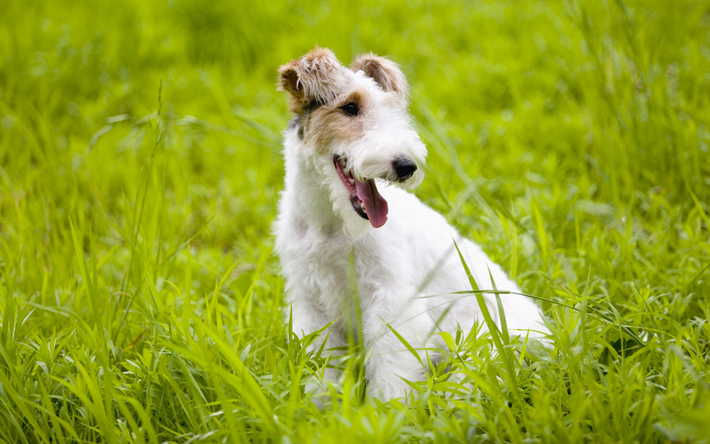 Fox Terrier, 4k, gramado, animais fofos, cachorros, grama verde, animais de estima&#231;&#227;o, Fox Terrier C&#227;o
