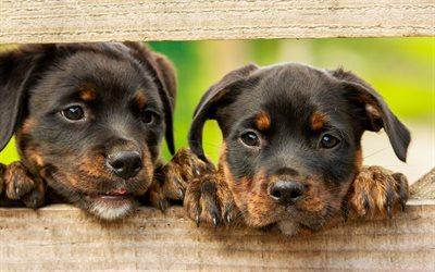 Rottweiler, cute puppies, small dogs, pets, cute little animals, two puppies, fence