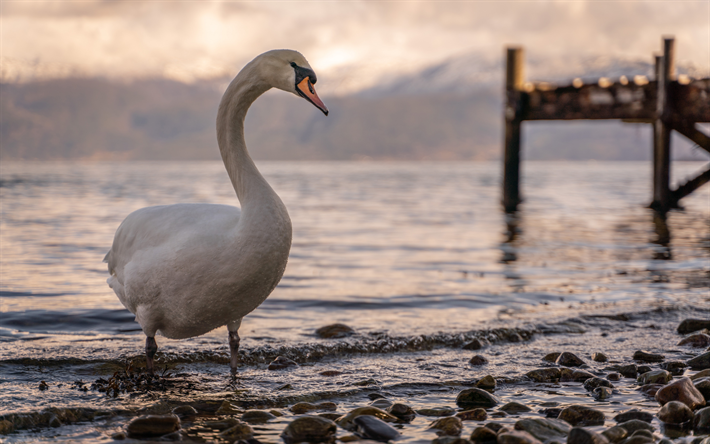 el cisne blanco, el fiordo, tarde, puesta de sol, cisnes, p&#225;jaro blanco, noruega