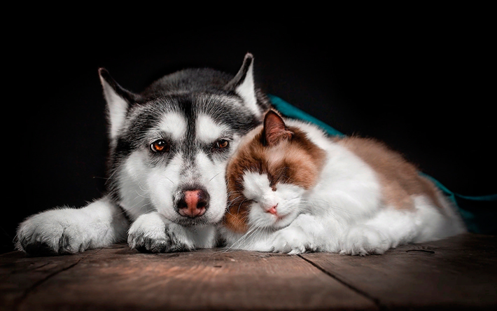 kissa ja koira, husky, nukkuva kissa, yst&#228;vyys k&#228;sitteit&#228;, s&#246;p&#246;j&#228; el&#228;imi&#228;, lemmikit, yst&#228;vyys