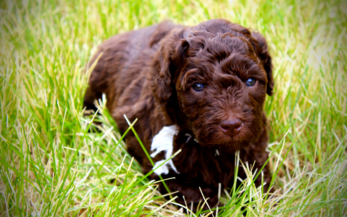 4k, Australiano Labradoodle, cucciolo, ricci cane, prato, animali domestici, Labradoodle, cani, cane divertente, Australiano Labradoodle Cane