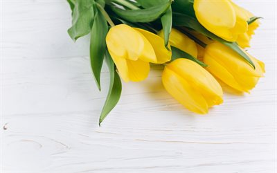 yellow tulips, white wooden background, yellow spring flowers, tulips