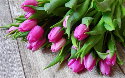 tulipas cor-de-rosa, cinza de madeira de fundo, flores da primavera, tulipas, belas flores cor de rosa