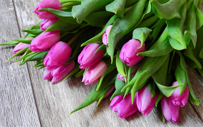 tulipanes de color rosa, gris fondo de madera, flores de la primavera, los tulipanes, las hermosas flores de color rosa