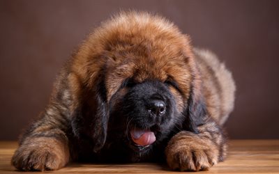 Tibetan Mastiff, little brown puppy, cute animals, little dogs, puppies