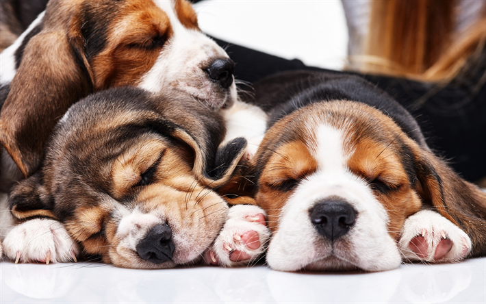 ダウンロード画像 ビーグル犬 4k 子犬 寝犬 家族 ペット 犬 かわいい動物たち ビーグル 小さなビーグル フリー のピクチャを無料デスクトップの壁紙