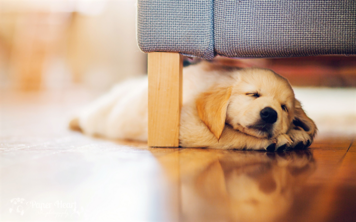 ダウンロード画像 ゴールデンレトリーバー 子犬 寝ラブラドール ペット 小さなラブラドール かわいい子犬 犬 リー フリー のピクチャを無料デスクトップの壁紙