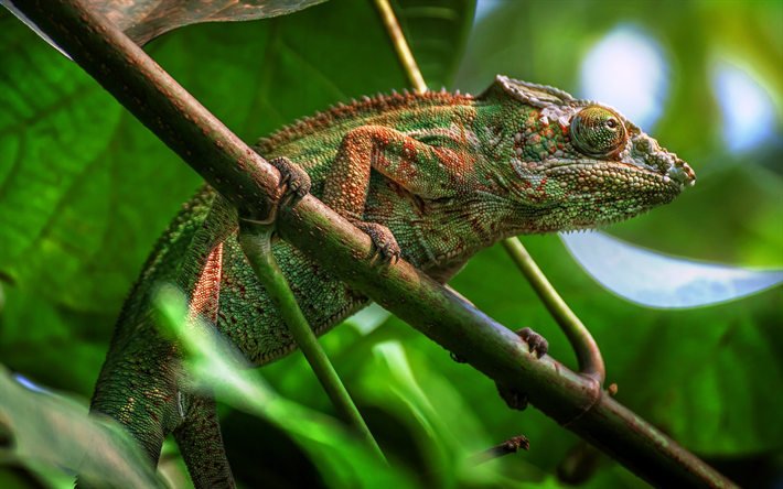 Chameleon, beautiful green lizard, wildlife, reptiles, branches