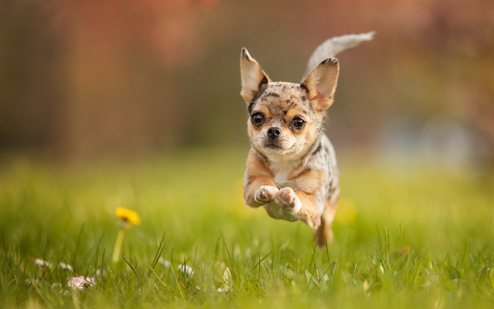 Chihuahua Chien, pelouse, l&#39;ex&#233;cution de chien, chien volant, des chiens, des animaux mignons, des animaux de compagnie, Chihuahua