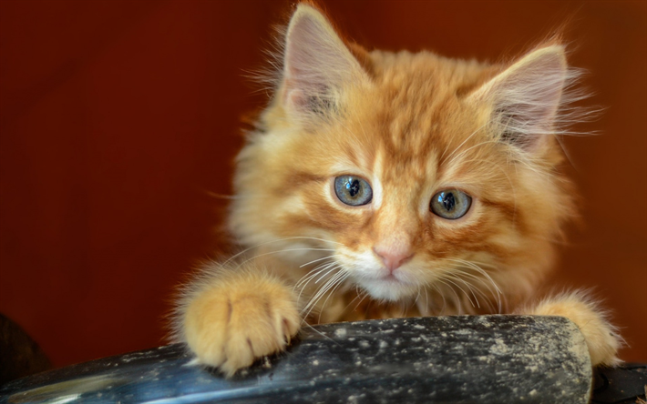 poco de jengibre gatito esponjoso, gatitos peque&#241;os, lindos animales, mascotas, gatito