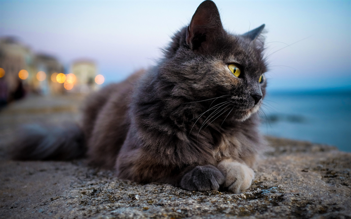 Chat persan, bokeh, close-up, de gris chat, moelleux chat, les chats, les chats domestiques, les animaux de compagnie, persan