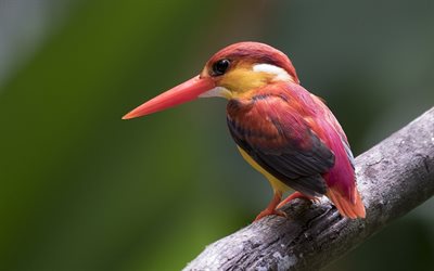 Ruby Kingfisher, close-up, wildlife, small bird, Kingfisher, Halcyon coromanda