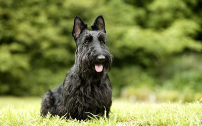 Scottish Terrier, lawn, dogs, pets, fluffy dog, black dog, Scottish Terrier Dog