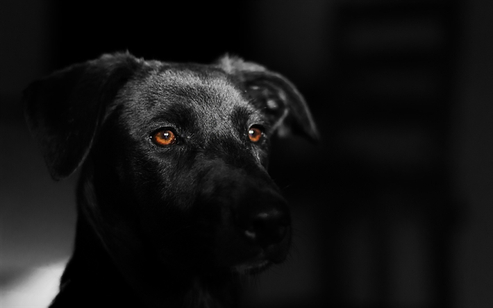 schwarzer labrador, nahaufnahme, schwarz, retriever, hunde, niedliche tiere, haustiere, labrador, hund