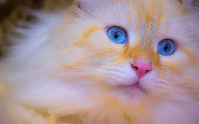 Persian Cat, close-up, kitten, blue eyes, ginger cat, cats, funny cat, domestic cats, pets, ginger Persian Cat, ginger kitten, Persian