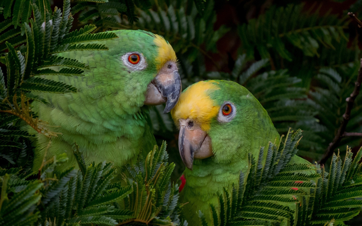 黄色のタンチョウアマゾン, 緑parrots, 美しい緑の鳥, パナマ, 南米, 黄色のタンチョウオウム