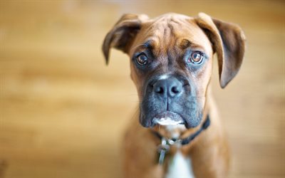 Boxer Dog, close-up, puppy, pets, cute animals, dogs, Boxer