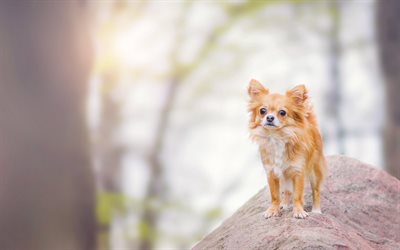 Chihuahua Dog, bokeh, dogs, brown Chihuahua, cute animals, pets, Chihuahua