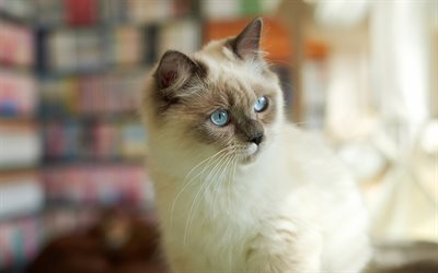 Siamese Cat, bokeh, close-up, pets, domestic cat, cute animals, cats, Siamese