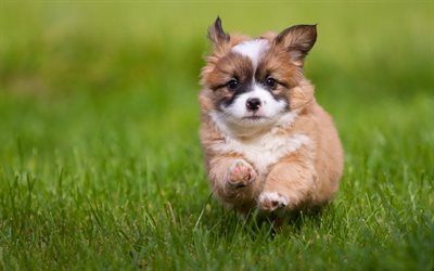 Welsh Corgi, puppy, running dog, small, Corgi, lawn, pets, dogs, Pembroke Welsh Corgi, cute dog, Welsh Corgi Dog