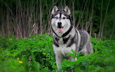 Husky Dog, forest, heterochromia, pets, Siberian Husky, close-up, summer, dogs, Husky