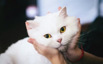 Turkish Angora, white fluffy cat, muzzle, pets, cute animals, cats, breeds of cats