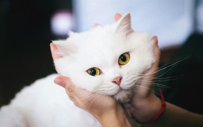 Turkisk Angora, vit fluffig katt, nospartiet, husdjur, s&#246;ta djur, katter, raser av katter