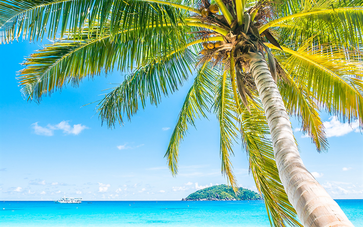 las palmas, el verano, la isla tropical, paisaje marino, los cocos de una palmera, verano, viajes