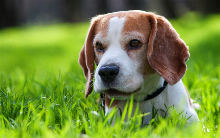 Beagle, bokeh, puppy, green grass, pets, dogs, cute animals, beagle in grass, Beagle Dog, small beagle