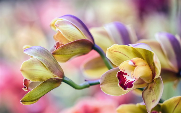 orchids, beautiful flowers, orchid branch, green orchids, tropical flowers, bokeh, floral background with orchids