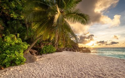 tropical island, beach, palm trees, sunset, evening, ocean, seascape, summer, paradise