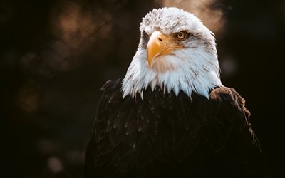 bald eagle, evening, sunset, bird of prey, eagles, symbol of USA, North America, USA