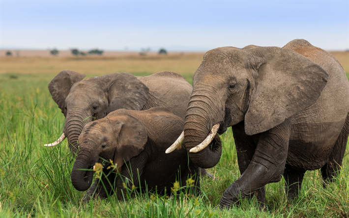 Elefantes, fam&#237;lia, Animais africanos, savannah, &#193;frica, elefante