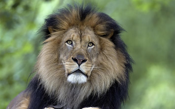 le lion, le pr&#233;dateur, le vieux lion, la faune, les animaux sauvages, des lions, des animaux dangereux