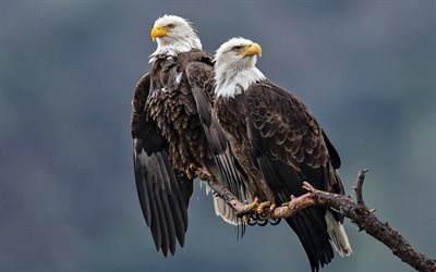 bald eagle, birds of prey, North America, USA symbol, eagle, bald eagle on a branch