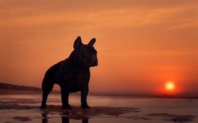 Bouledogue fran&#231;ais, chien noir, de mignons petits animaux, la mer, le coucher du soleil, soir&#233;e, races de chien