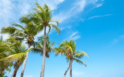 tropical island, palms, coconuts on palm tree, summer, travel concepts, blue sky