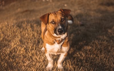 Jack Russell Terrier, 4k, animais de estima&#231;&#227;o, cachorros, gramado, animais fofos, Jack Russell Terrier C&#227;o