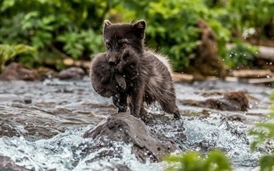 black fox, Arctic fox, cub, little foxes, forest animals, cute animals