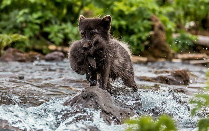 black fox, Arctic fox, cub, sm&#229; r&#228;var, skogens djur, s&#246;ta djur
