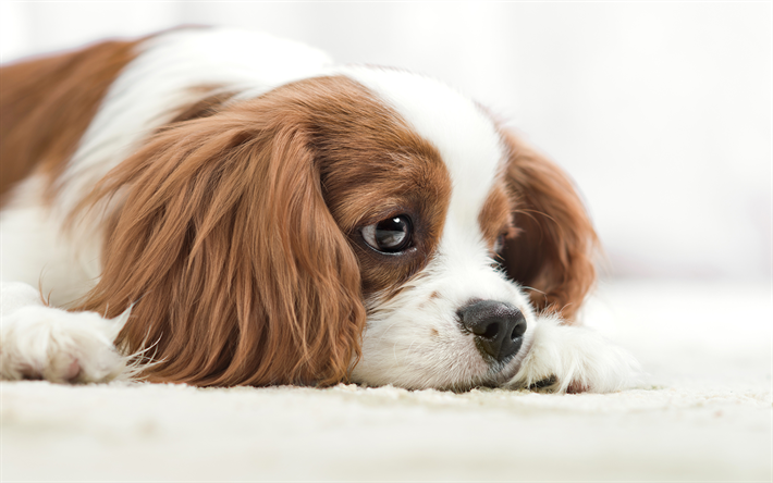 ダウンロード画像 キャバリア 悲しい犬 ペット かわいい動物たち 犬 キャバリア犬 フリー のピクチャを無料デスクトップの壁紙