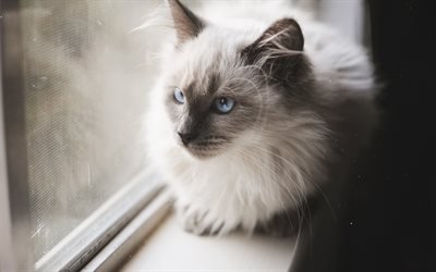 Birman القط, الحيوانات الأليفة, القط الرمادي, العيون الزرقاء, القط على النافذة
