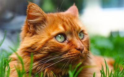 American Bobtail Cat, close-up, grass, ginger cat, pets, domestic cat, cute animals, cats, American Bobtail
