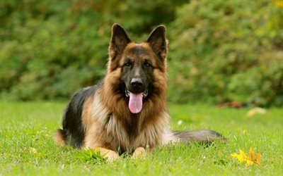 German Shepherd, bokeh, pets, lawn, dogs, German Shepherd Dog