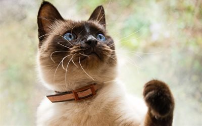 Balinais chat, animaux domestiques, races de chats domestiques, un chat aux yeux bleus, American races de chats