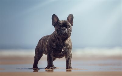 Fransk Bulldog, svart valp, liten s&#246;t hund, husdjur, beach, havet, vatten, sand